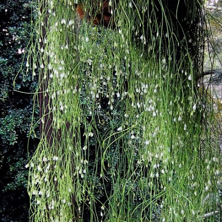 The Succulent Garden :: Cascading succulents