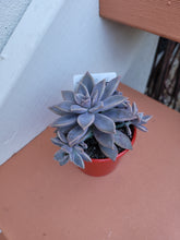 Load image into Gallery viewer, Graptoveria Rose Queen