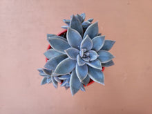 Load image into Gallery viewer, Graptoveria Rose Queen