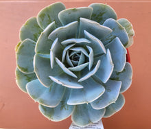 Load image into Gallery viewer, Echeveria runyonii