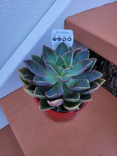 Load image into Gallery viewer, Graptoveria Jules