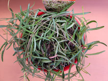 Load image into Gallery viewer, Ceropegia linearis String of needles