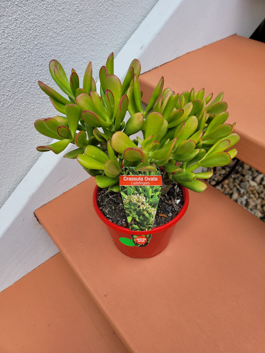 Crassula Ovata Lady Fingers The Succulent Garden