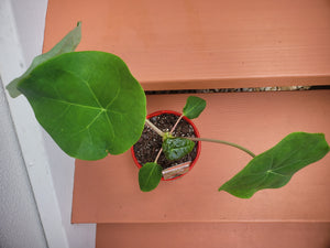 Jatropha podragica red (Buddha Belly Plant)