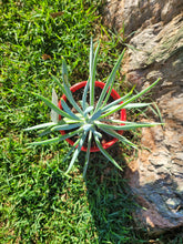 Load image into Gallery viewer, Senecio ficoides