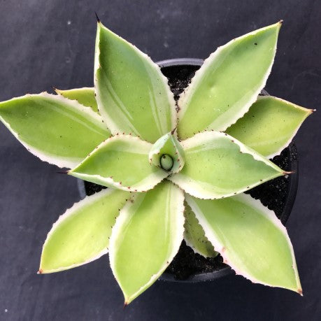 The Succulent Garden :: Agave potatorum 'Kichiokan' f. (variegated)