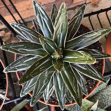 Load image into Gallery viewer, Agave victoriae-reginae Queen Victoria Agave