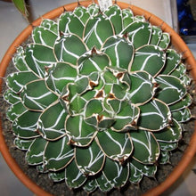 Load image into Gallery viewer, Agave victoriae-reginae Queen Victoria Agave