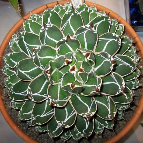 The Succulent Garden :: Agave victoriae-reginae
