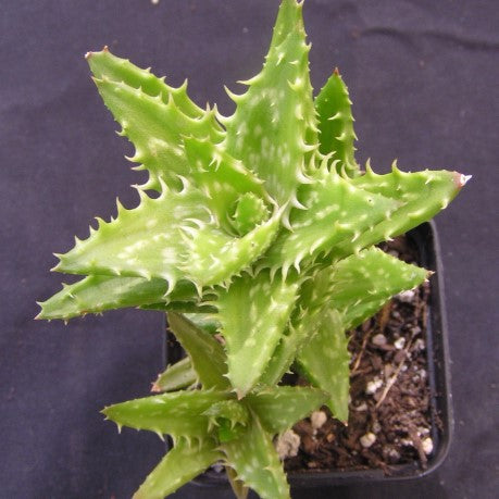The Succulent Garden :: Aloe juvenna