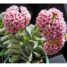 Load image into Gallery viewer, Crassula 'Spring Time'