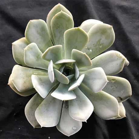 holy gate succulent The Succulent Garden :: Echeveria 'Holly Gate'