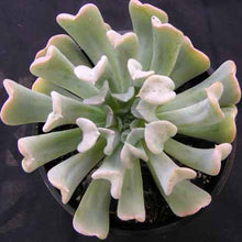 Load image into Gallery viewer, Echeveria Topsy Turvy