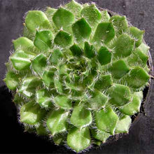 Load image into Gallery viewer, Echeveria setosa var. ciliata