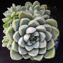Load image into Gallery viewer, Echeveria albicans