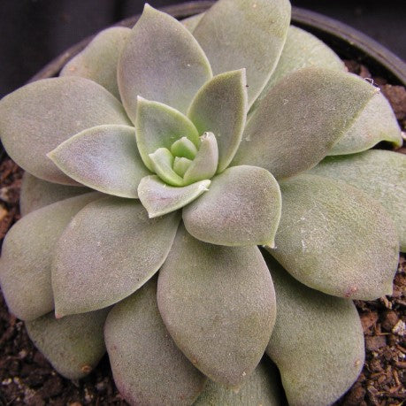 carnicolor succulent The Succulent Garden :: Echeveria-carnicolor