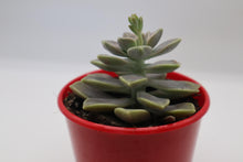 Load image into Gallery viewer, Graptopetalum paraguayense ssp bernalense