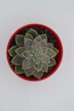 Load image into Gallery viewer, Graptopetalum paraguayense ssp bernalense