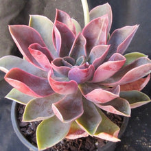 Load image into Gallery viewer, Graptoveria Jules