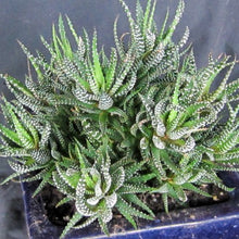 Load image into Gallery viewer, Haworthia reinwardtii