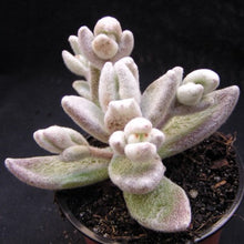 Load image into Gallery viewer, Kalanchoe eriophylla &#39;Snow White Panda&#39;