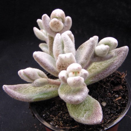 snow panda succulent Kalanchoe eriophylla 'Snow White Panda'