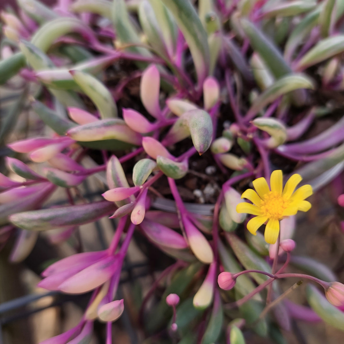 tiny opal succulents The Succulent Garden :: Othonna capensis variegated 'Opal Necklace'