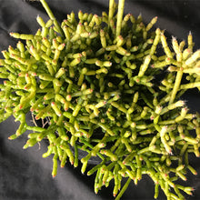 Load image into Gallery viewer, Rhipsalis cereuscula