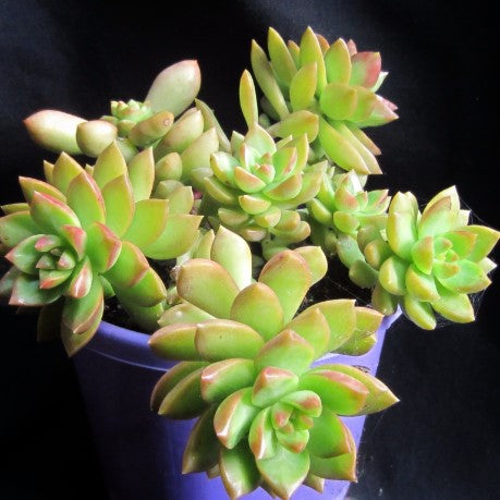 golden goddess succulent Sedeveria 'Golden Goddess'