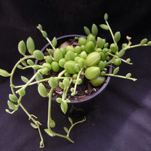 Load image into Gallery viewer, Senecio herreanus  String of Watermelons