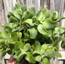 Load image into Gallery viewer, Crassula ovata undulatafolia Curly or Ripple jade