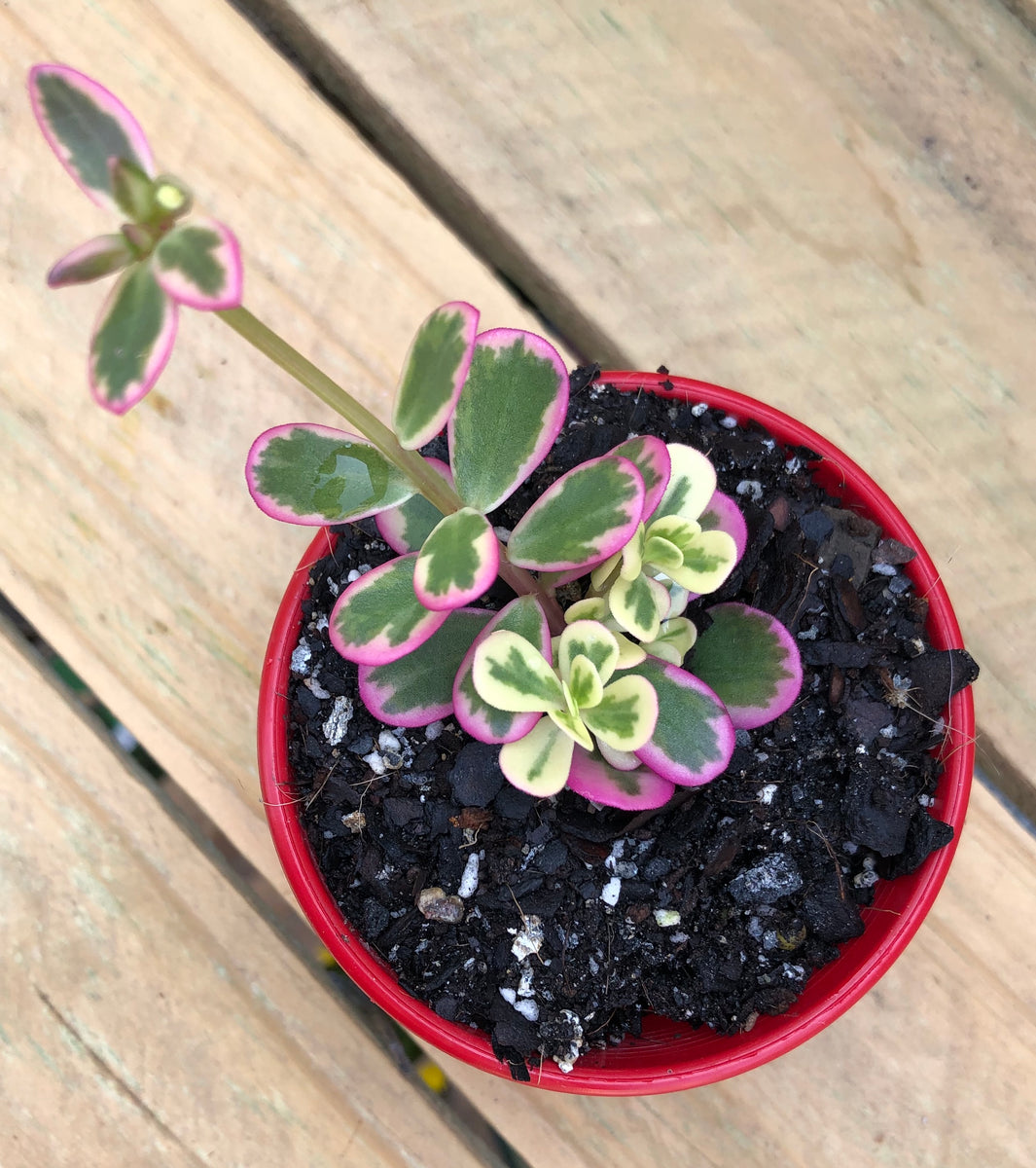 variegated portulaca succulent Portulaca variegated sunjewels – The Succulent Garden