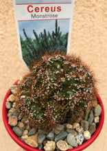Load image into Gallery viewer, Cereus monstrose