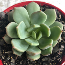 Load image into Gallery viewer, Graptoveria moonglow