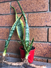 Load image into Gallery viewer, Sansevieria laurentii