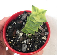 Load image into Gallery viewer, Crassula perforata (variegated)