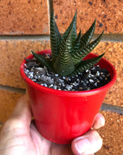 Load image into Gallery viewer, Haworthia limifolia hybrids