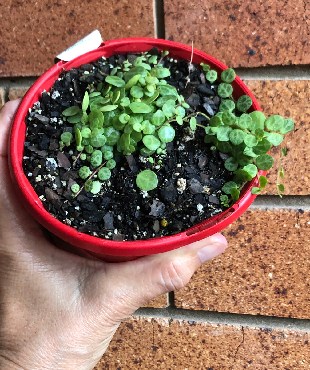 jade necklace plant peperomia Peperomia rotundifolia Jade Necklace/Turtles – The Succulent Garden