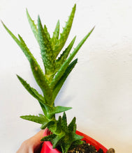 Load image into Gallery viewer, Aloe juvenna Tiger Tooth Aloe