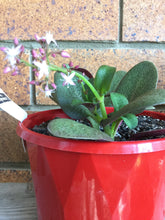 Load image into Gallery viewer, Crassula streyi