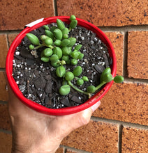 Load image into Gallery viewer, Senecio herreanus  String of Watermelons