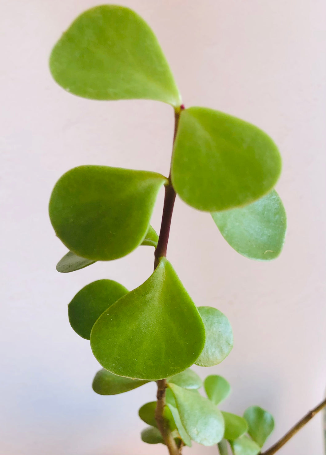 Portulacaria Afra Large Leaf form (macrophylla)