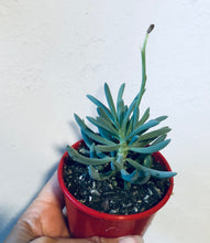 Load image into Gallery viewer, Senecio serpens Dwarf Blue Chalksticks