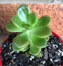 Load image into Gallery viewer, Graptosedum Nova