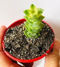 Load image into Gallery viewer, Variegated Crassula perforata