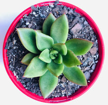 Load image into Gallery viewer, Echeveria agavoides