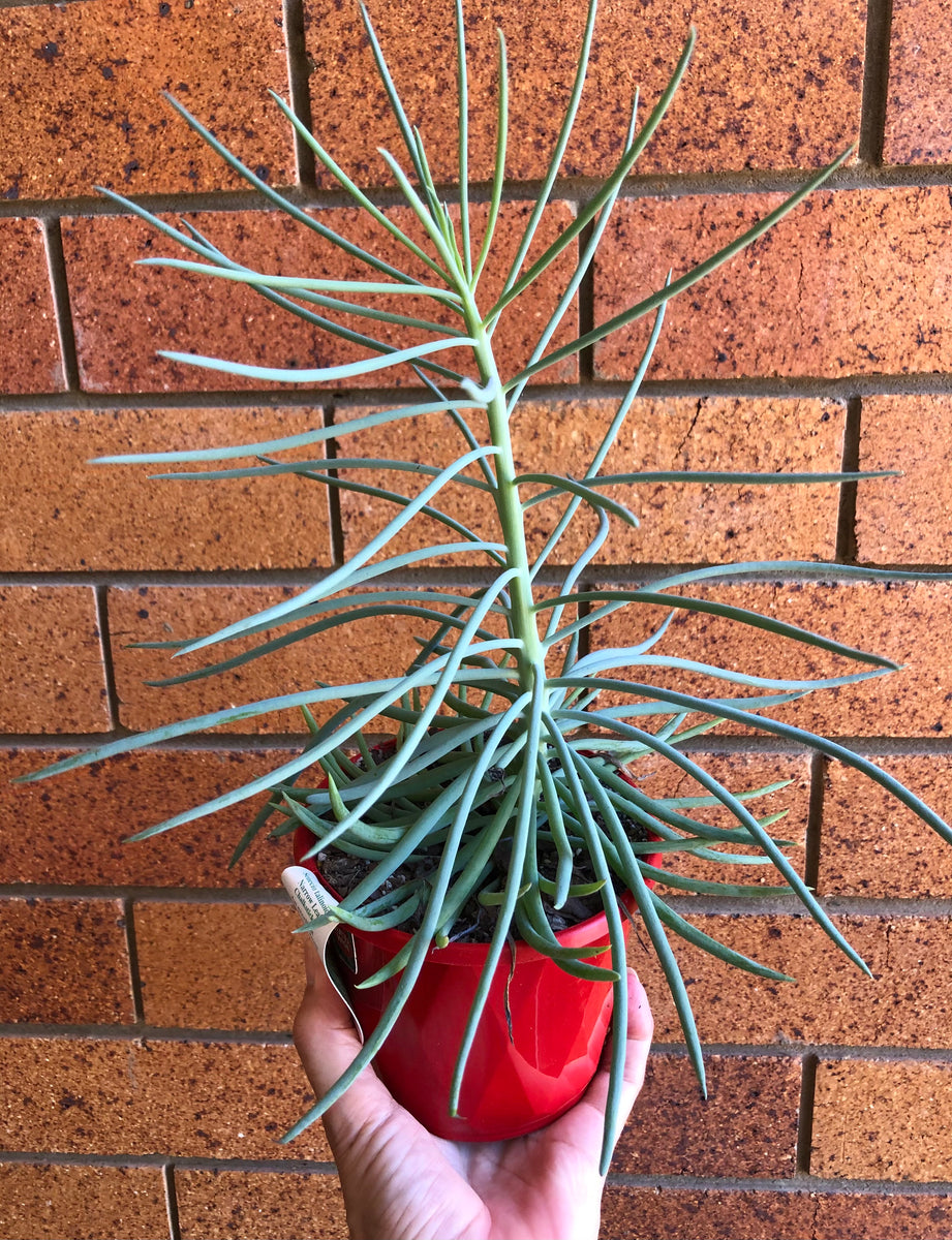 narrow leaf chalk stick succulent Senecio talinoides Narrow Leaf Chalksticks – The Succulent Garden