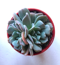 Load image into Gallery viewer, Echeveria exotic