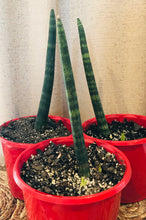 Load image into Gallery viewer, Sansevieria cylindrica &#39;Cylindrical Snake Plant&#39;