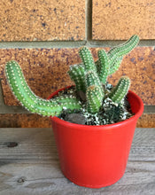 Load image into Gallery viewer, Chamaecereus silvestrii Peanut cactus